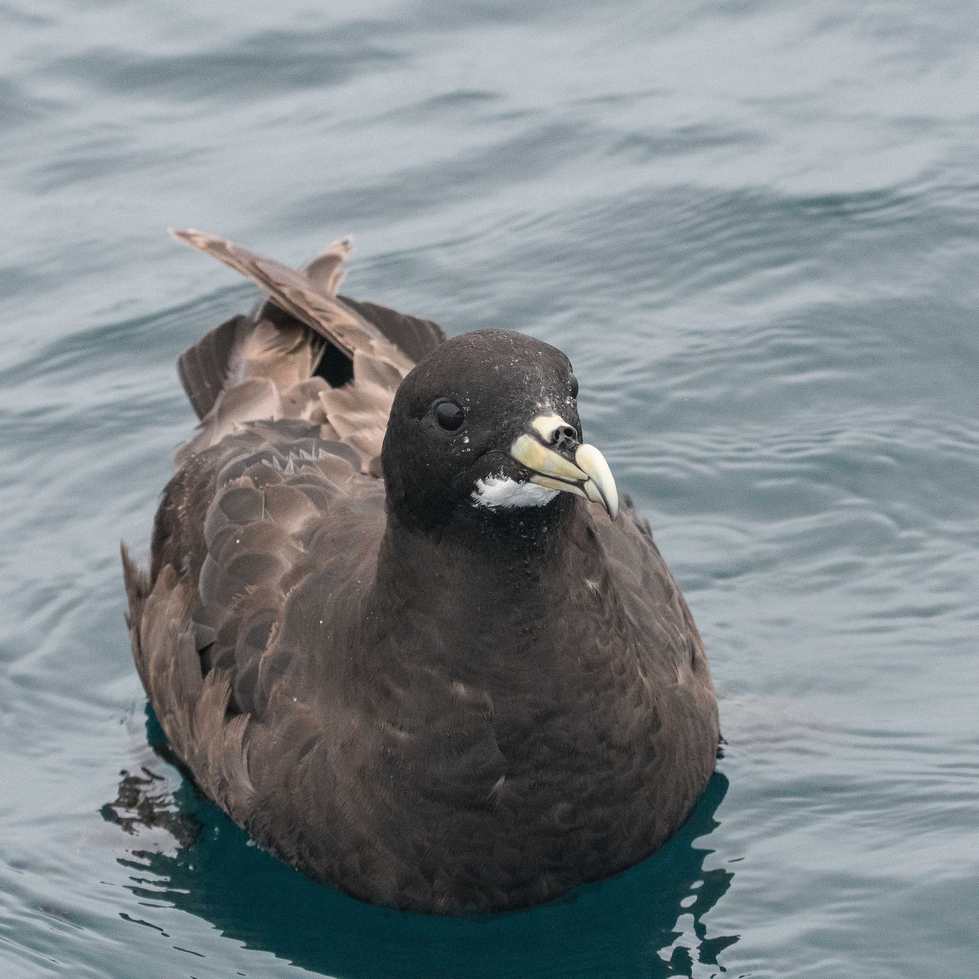 Puffin à menton blanc adulte (White-chinned petrel, Procellaria aequinoctialis), Walvis bay, Dorob National Park, Namibie.